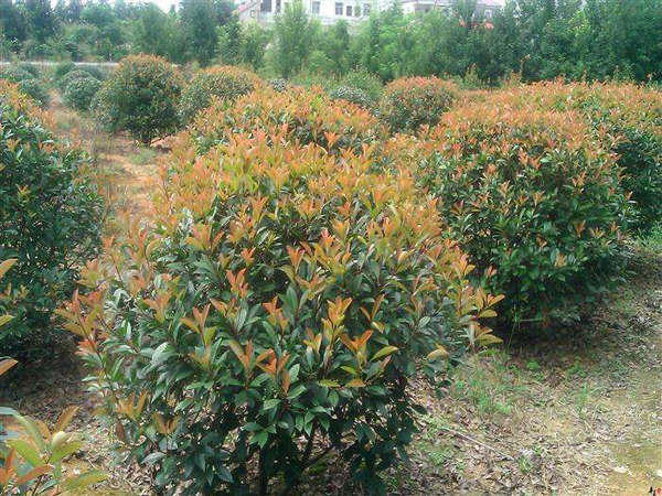 紅葉石楠小苗 紅葉石楠小苗