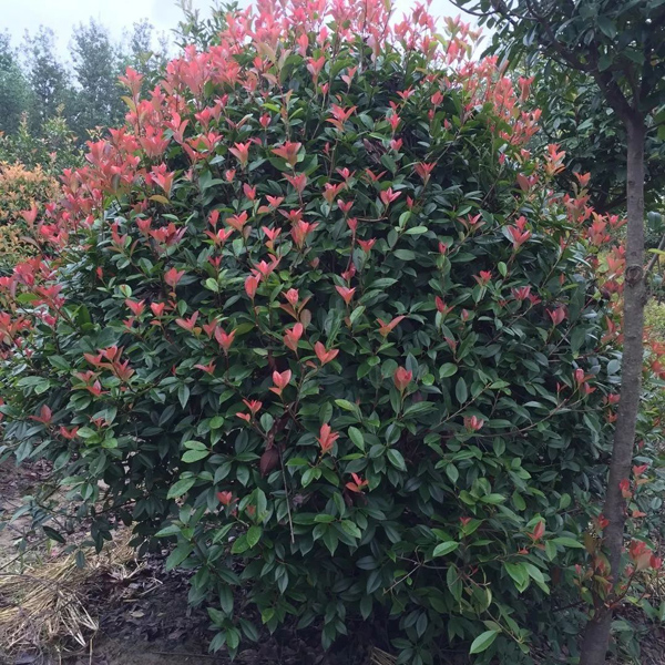 紅葉石楠 紅葉石楠
