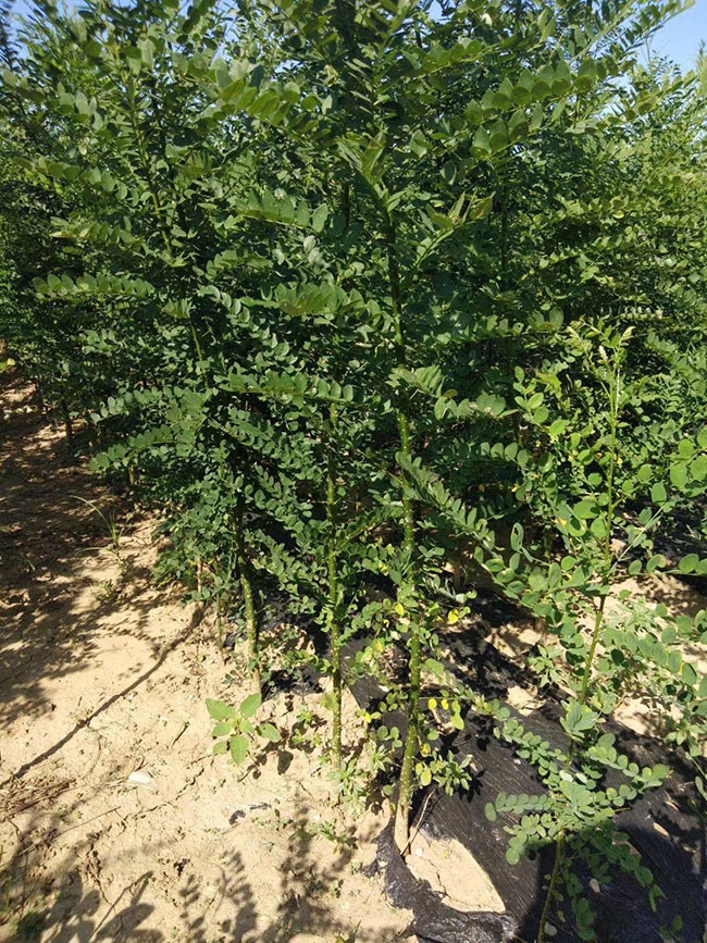 1585364442823464.jpg 國槐一畝地種植多少棵?什么時間種植?國槐種植前景