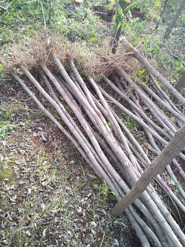 國槐一畝地種植多少棵 國槐一畝地種植多少棵