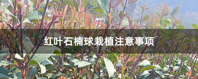 紅葉石楠球栽植注意事項 紅葉石楠球栽植注意事項