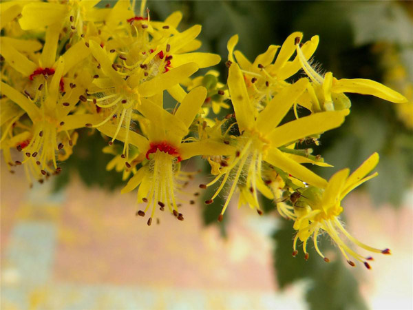 欒樹花