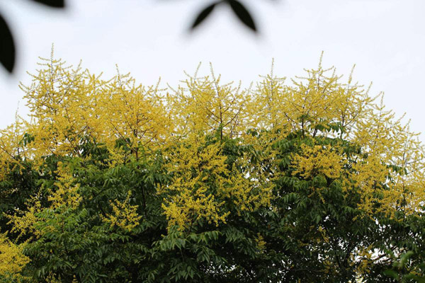 欒樹花