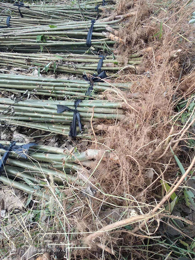 柳樹什么季節種植最好?垂柳樹的種植時間