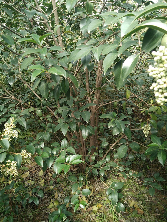 叢生大葉女貞怎么種植?大葉女貞種植技術 叢生大葉女貞怎么種植?大葉女貞種植技術