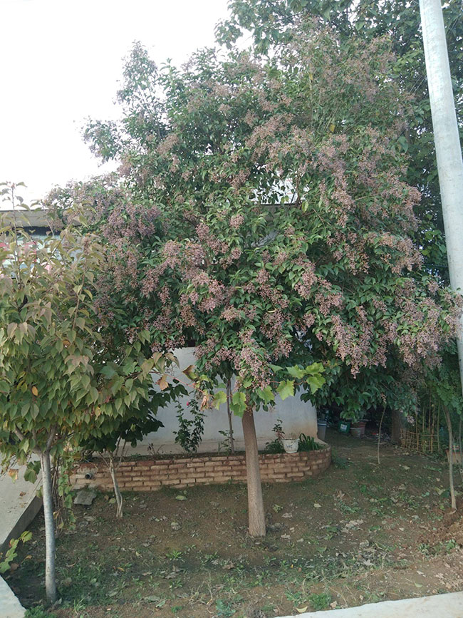 叢生大葉女貞怎么種植?大葉女貞種植技術 叢生大葉女貞怎么種植?大葉女貞種植技術