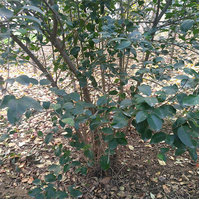 叢生大葉女貞怎么種植?大葉女貞種植技術 叢生大葉女貞怎么種植?大葉女貞種植技術