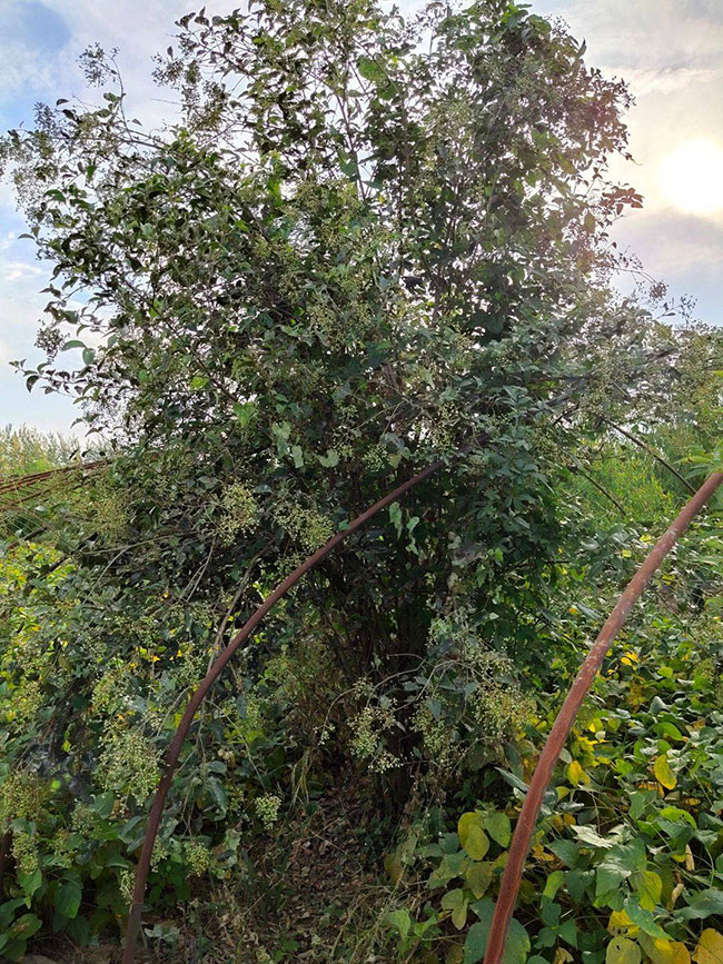 叢生大葉女貞怎么種植?大葉女貞種植技術 叢生大葉女貞怎么種植?大葉女貞種植技術