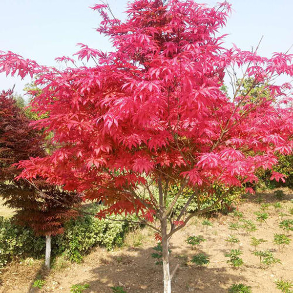 紅楓樹