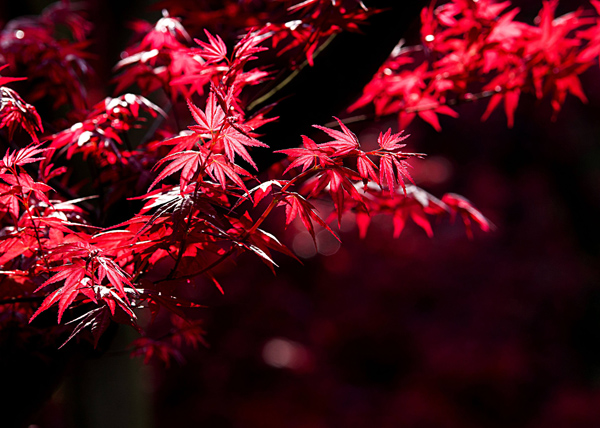 紅楓