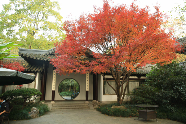 紅楓樹