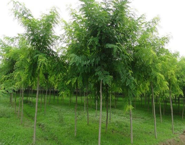 國槐小苗 國槐小苗