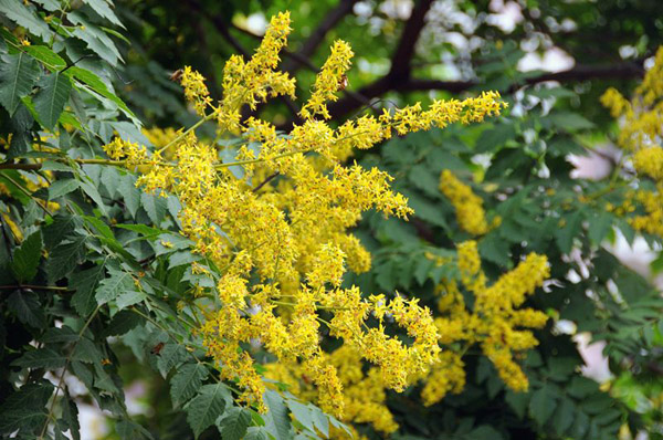 欒樹花 欒樹花