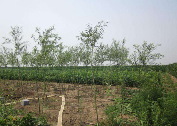 柳樹基地實拍 柳樹基地實拍