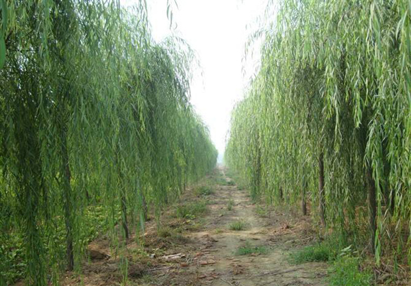 柳樹基地實拍 柳樹基地實拍