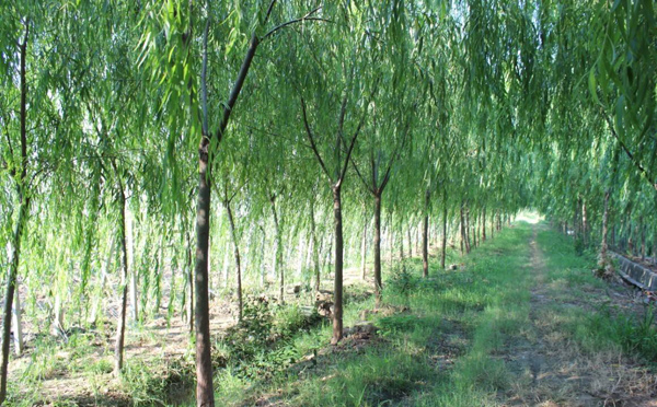 柳樹基地實拍 柳樹基地實拍