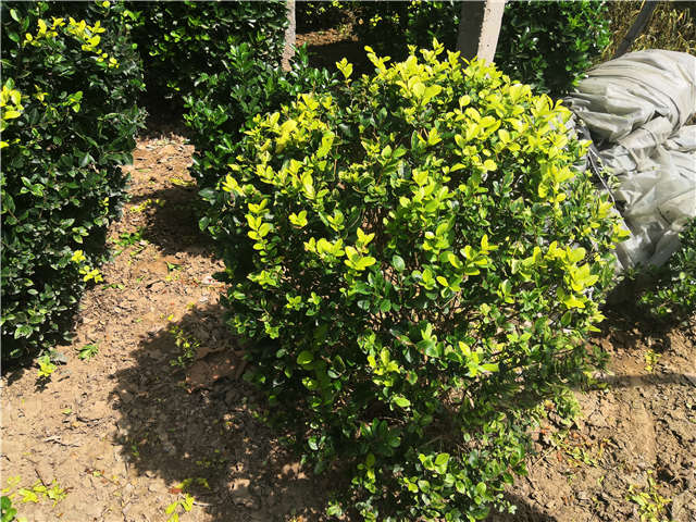 沭陽長景園林金葉女貞球種植基地實拍圖片 沭陽長景園林金葉女貞球種植基地實拍圖片