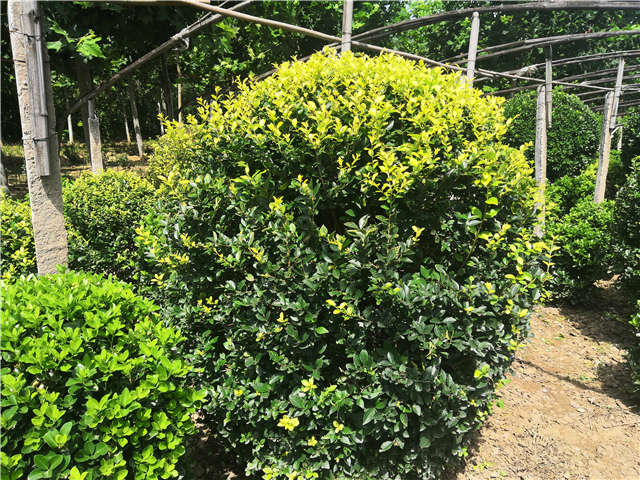 沭陽長景園林金葉女貞球種植基地實拍圖片 沭陽長景園林金葉女貞球種植基地實拍圖片