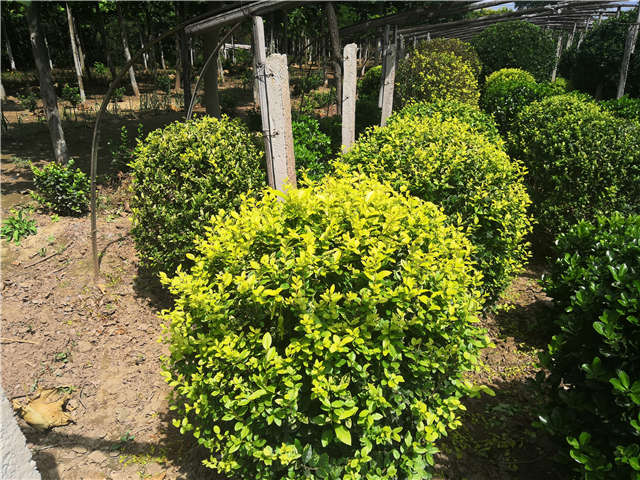沭陽長景園林金葉女貞球種植基地實拍圖片 沭陽長景園林金葉女貞球種植基地實拍圖片