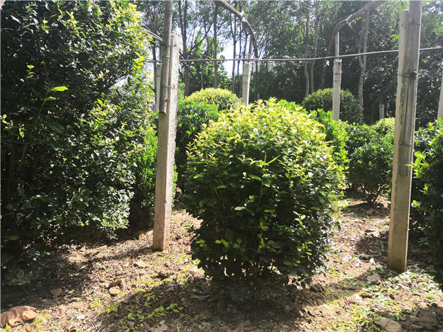 沭陽長景園林金葉女貞球種植基地實拍圖片 沭陽長景園林金葉女貞球種植基地實拍圖片