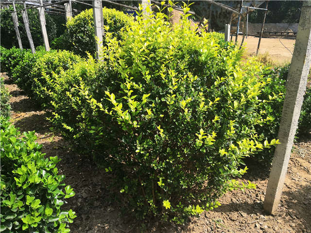 沭陽長景園林金葉女貞球種植基地實拍圖片 沭陽長景園林金葉女貞球種植基地實拍圖片