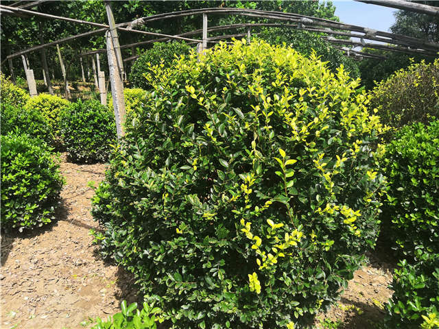 沭陽長景園林金葉女貞球種植基地實拍圖片 沭陽長景園林金葉女貞球種植基地實拍圖片