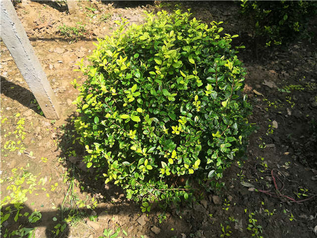 沭陽長景園林金葉女貞球種植基地實拍圖片 沭陽長景園林金葉女貞球種植基地實拍圖片
