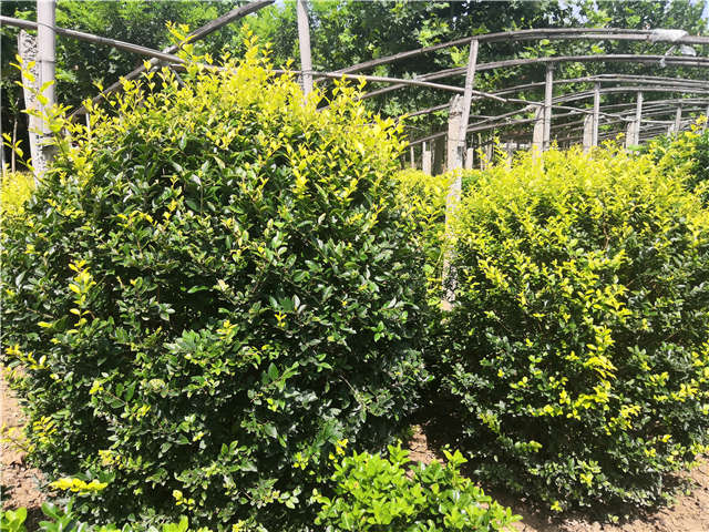 沭陽長景園林金葉女貞球種植基地實拍圖片 沭陽長景園林金葉女貞球種植基地實拍圖片