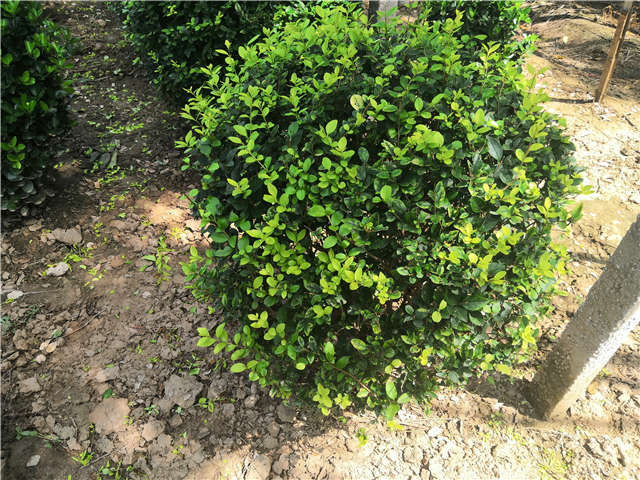 沭陽長景園林金葉女貞球種植基地實拍圖片 沭陽長景園林金葉女貞球種植基地實拍圖片