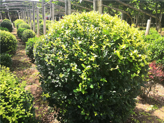 沭陽長景園林金葉女貞球種植基地實拍圖片 沭陽長景園林金葉女貞球種植基地實拍圖片