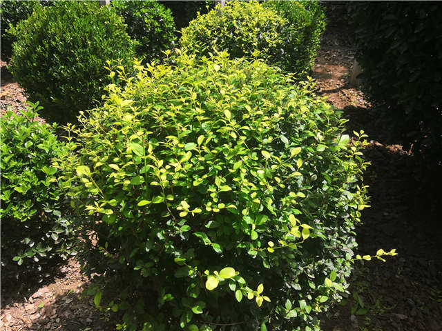 沭陽長景園林金葉女貞球種植基地實拍圖片 沭陽長景園林金葉女貞球種植基地實拍圖片