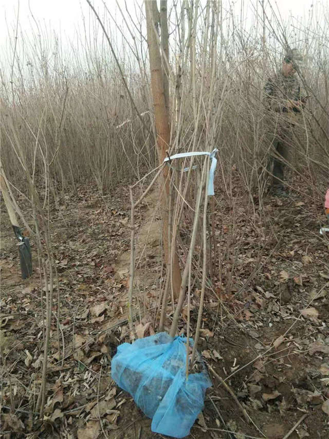 丁香花挖苗現場等待裝車