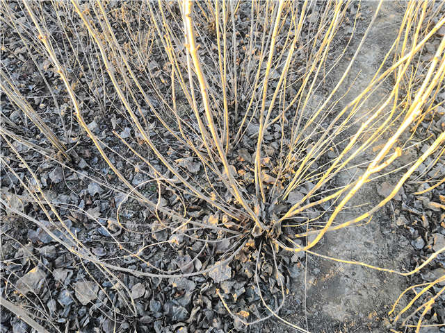 丁香花種植基地實拍