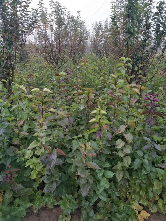 丁香花種植基地實拍