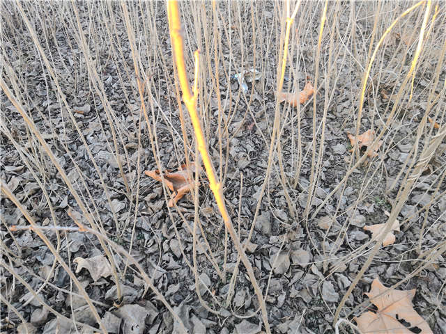 丁香花種植基地實拍