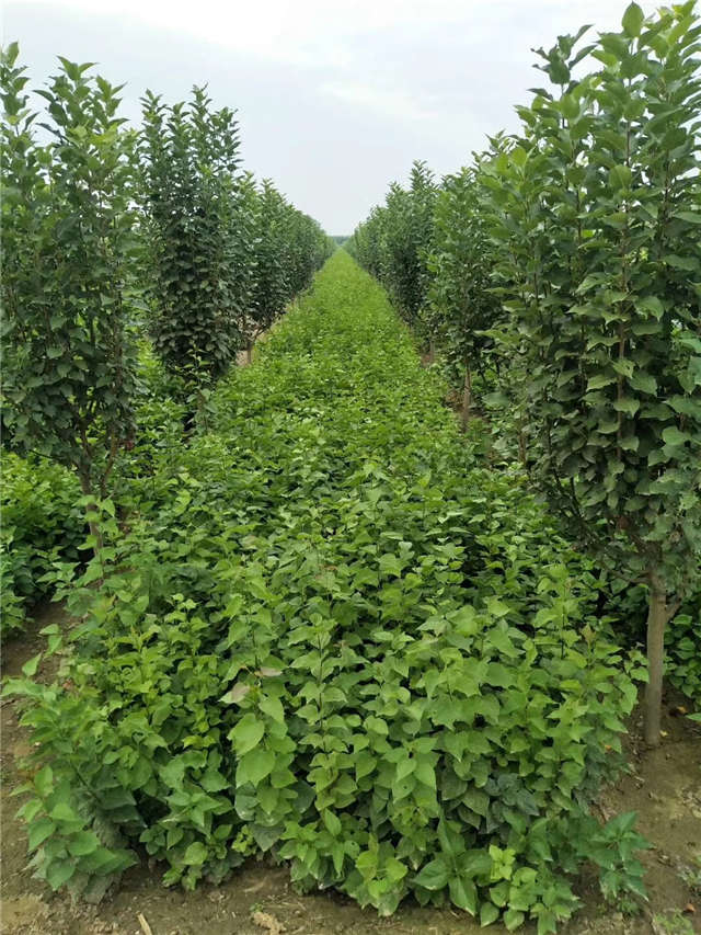丁香花種植基地實拍