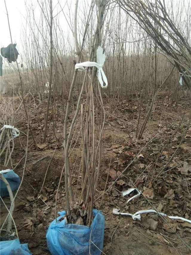 丁香花挖苗現場等待裝車