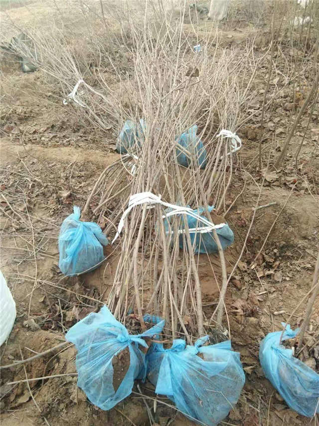 丁香花挖苗現場等待裝車