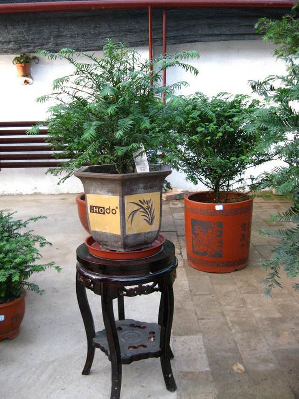 紅豆杉盆栽 紅豆杉盆栽