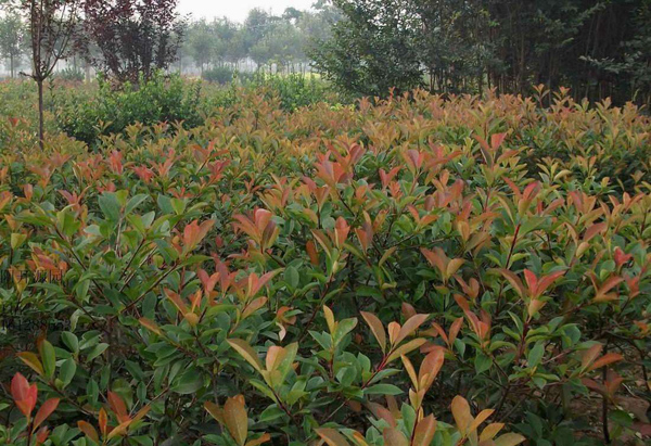 紅葉石楠 紅葉石楠