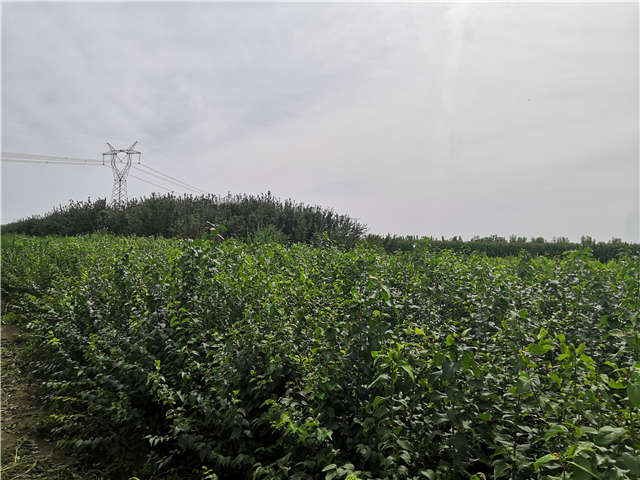 沭陽長景園林白丁香種植基地實拍圖片 沭陽長景園林白丁香種植基地實拍圖片