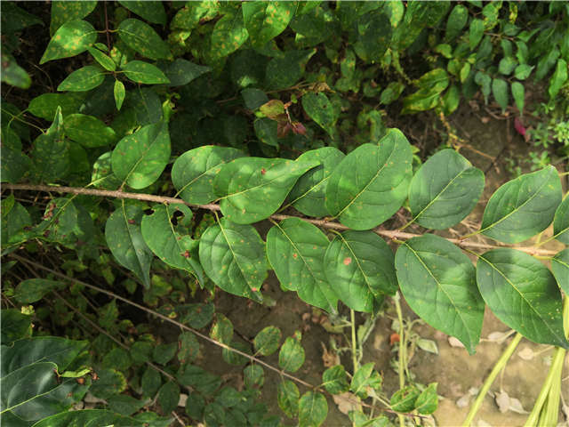 沭陽長景園林白丁香種植基地實拍圖片 沭陽長景園林白丁香種植基地實拍圖片