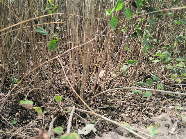 沭陽長景園林白丁香種植基地實拍圖片 沭陽長景園林白丁香種植基地實拍圖片