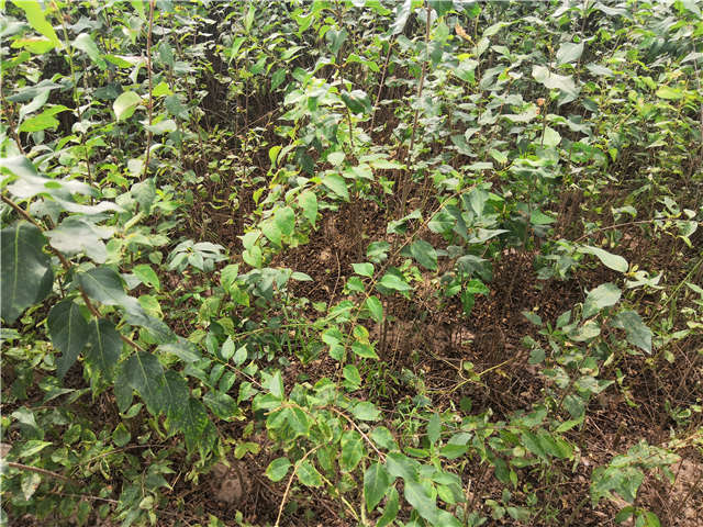 沭陽長景園林白丁香種植基地實拍圖片 沭陽長景園林白丁香種植基地實拍圖片