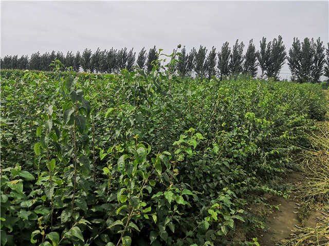 沭陽長景園林白丁香種植基地實拍圖片 沭陽長景園林白丁香種植基地實拍圖片