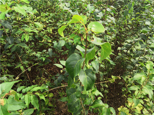 沭陽長景園林白丁香種植基地實拍圖片 沭陽長景園林白丁香種植基地實拍圖片