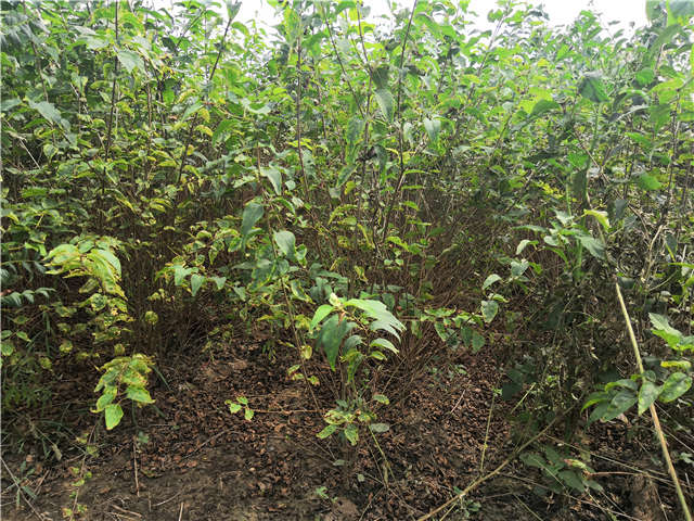 沭陽長景園林白丁香種植基地實拍圖片 沭陽長景園林白丁香種植基地實拍圖片