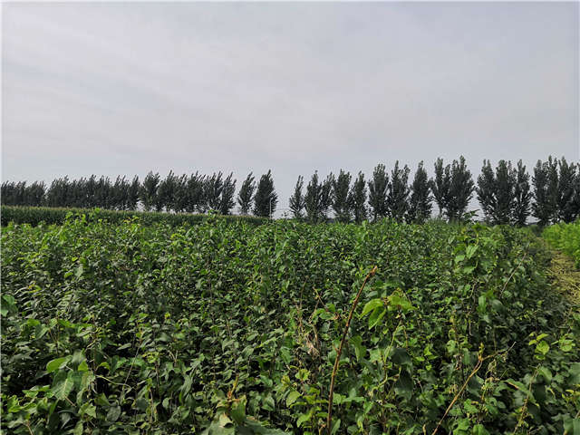 沭陽長景園林白丁香種植基地實拍圖片 沭陽長景園林白丁香種植基地實拍圖片