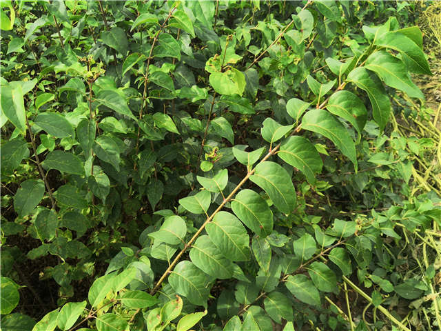 沭陽長景園林白丁香種植基地實拍圖片 沭陽長景園林白丁香種植基地實拍圖片