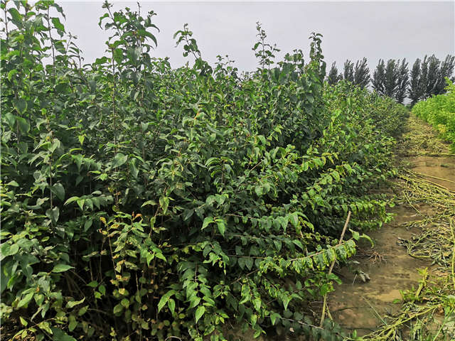 沭陽長景園林白丁香種植基地實拍圖片 沭陽長景園林白丁香種植基地實拍圖片